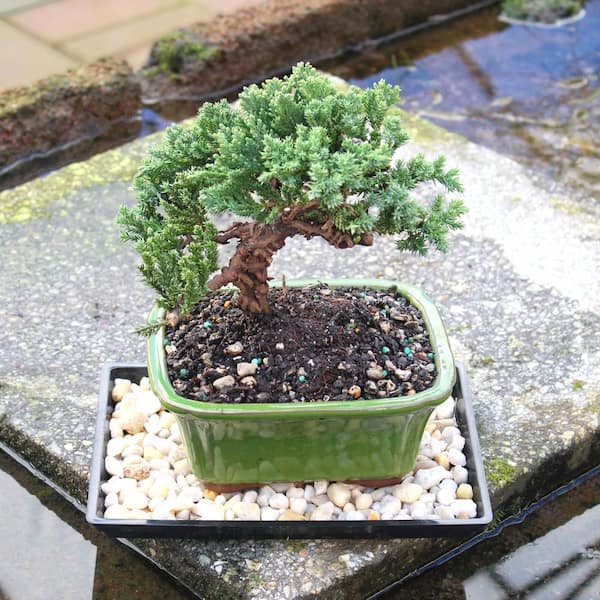 lego bonsai lights Light Kit for LEGO 10281 Bonsai Tree main image 1