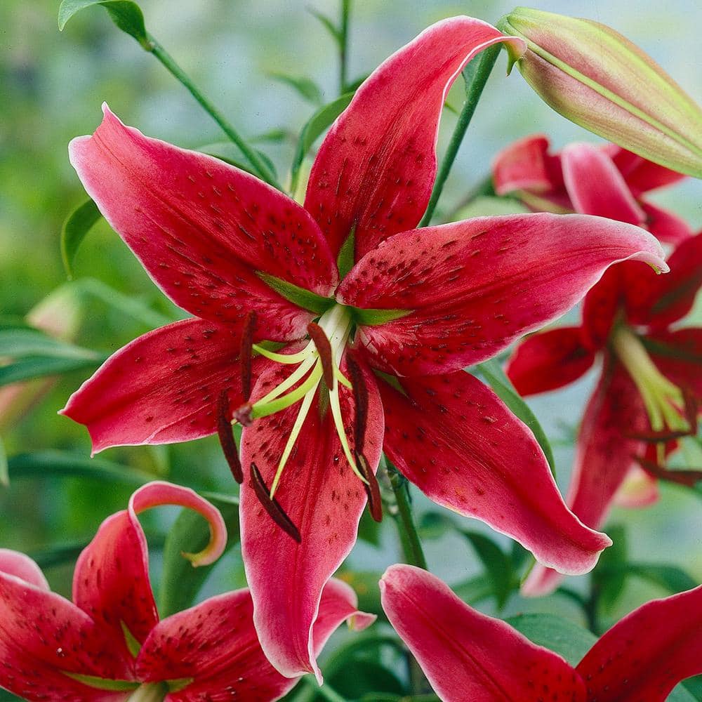 VAN ZYVERDEN Lilies Premium OT Hybrid Miss Feya (Set of 5