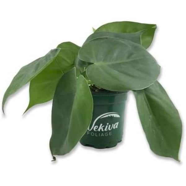 Wekiva Foliage Cordatum Philodendron-Live Plants in 6 in. Pots-Rare and Elegant Indoor Houseplant