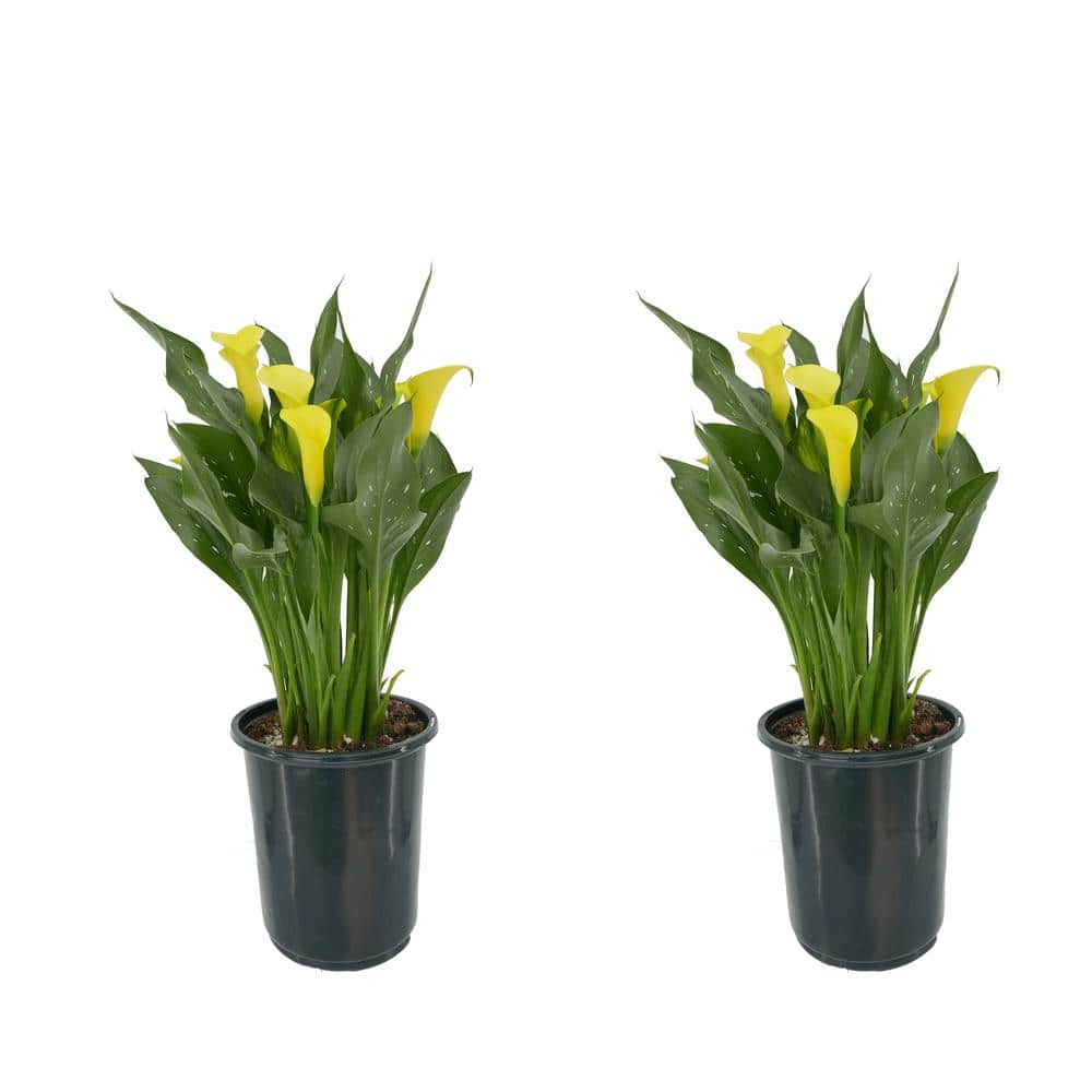 2.5 qt. Perennial Calla Lily Yellow (2-Pack)