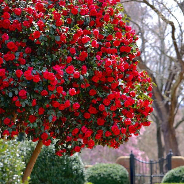 national PLANT NETWORK 3 gal. Camellia Kramer Supreme Live Shrub