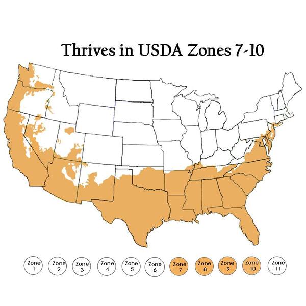 Grow In Your Zone - Southern Living Plants