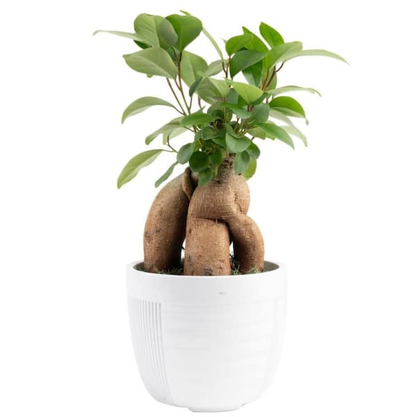 Petite Grower's Choice Ficus Bonsai Indoor Plant in 4.75 in. White Decor Container, Average Shipping Height 10 in. Tall