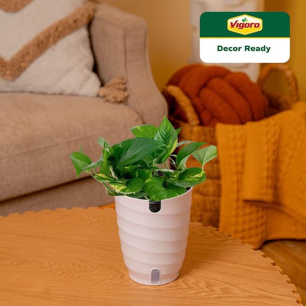 Golden Pothos Indoor Plant in 6 in. White Decor Planter, Average Shipping Height 1-2 ft. Tall