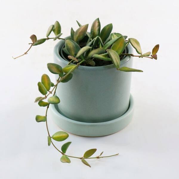 national PLANT NETWORK 4 in. Hoya DS-70 Variegated Plant in Grower