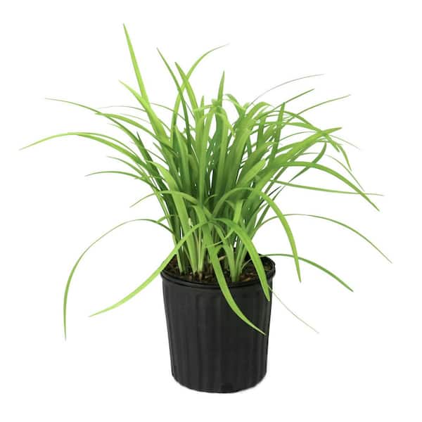 national PLANT NETWORK 1 Gal. Liriope Emerald Goddess Plant HD2750