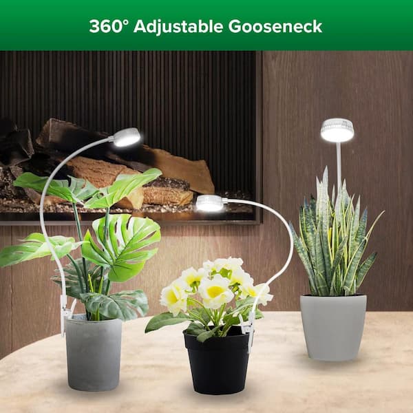 corkscrew plant Twister Corkscrew Rush (Juncus effusus), Live potted Clumps, Ornamental  Grass