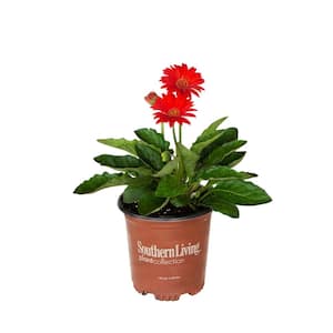 2.5 qt. Red Garden Jewels Gerbera Daisy Perennial Plant with Red Flowers