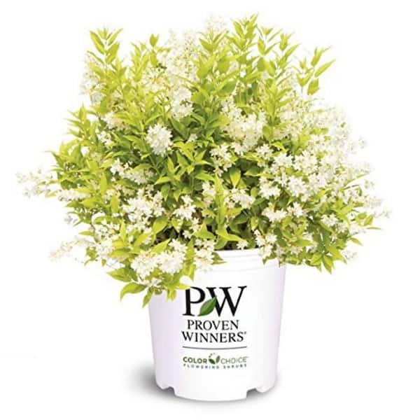 PROVEN WINNERS 2 gal. Chardonnay Pearls Deutzia, Live Plant with White Flowers, Zone 5-8 (1 Pack)