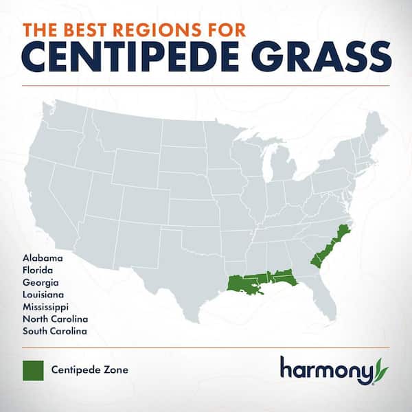 500 sq. ft. Centipede Sod (1-Pallet)