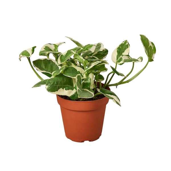 Potted Golden Pothos Ivy Flower Delivery Scituate MA - Flowers and  Festivities
