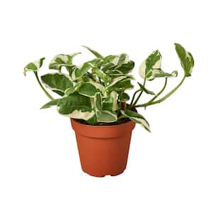 PPC INTERNATIONAL LLC Pothos N'Joy Epipremnum Pinnatum Plant in 6 in.  Grower Pot 6_POTHOS_NJOY - The Home Depot
