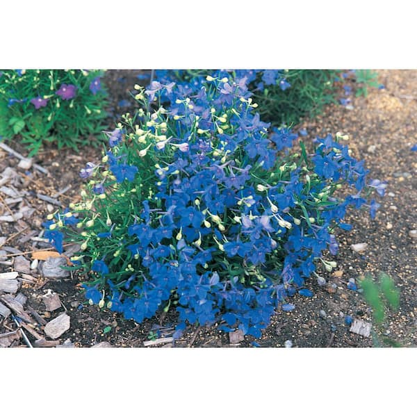 Spring Hill Nurseries 2.50 qt. Pot, Butterfly Blue Delphinium