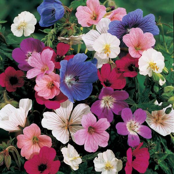 Spring Hill Nurseries Hardy Geranium Mixture, Live Bareroot Plant, Red, White, Pink, and Purple Flowering Perennial (10-Pack)