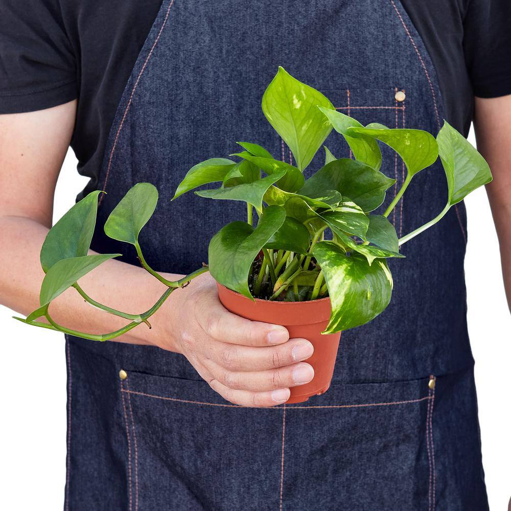 Golden Pothos 4" Nursery Pot Indoor/Outdoor Plant