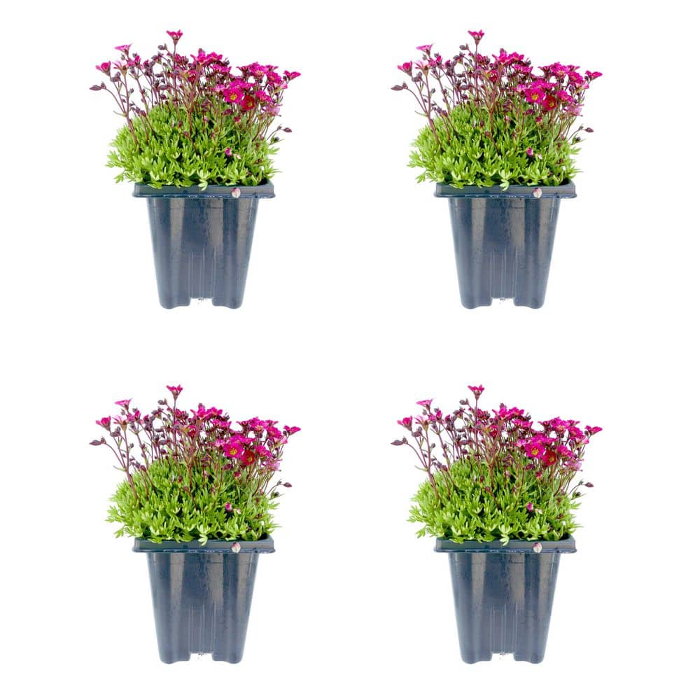 1.0 qt. Perennial Saxifraga Red (4-Pack) 2070 - The Home Depot