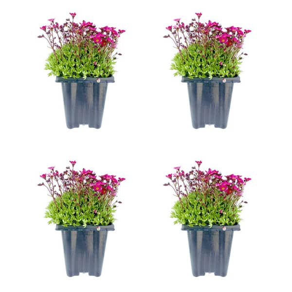 Unbranded 1.0 qt. Perennial Saxifraga Red (4-Pack)