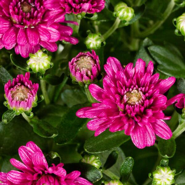 METROLINA GREENHOUSES 1 Pt. Mum Purple Chrysanthemum Perennial