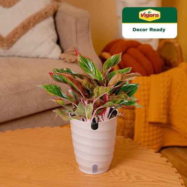 dracaena plant air purifier Best Air Purifier Plant for Modern Homes main image 1