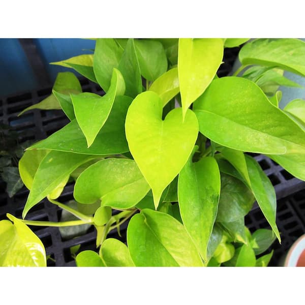 Wekiva Foliage Neon Pothos-Live Plant in a 6 in. Pot-Epipremmum Aureum-Stunning Houseplant with Unique Foliage