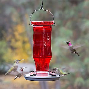 Ruby Starburst Decorative Glass Hummingbird Feeder - 16 oz. Capacity