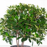 SOUTHERN LIVING 3 Gal. Bigfoot Cleyera - Live Fast Growing Evergreen Shrub, Glossy Foliage 55073