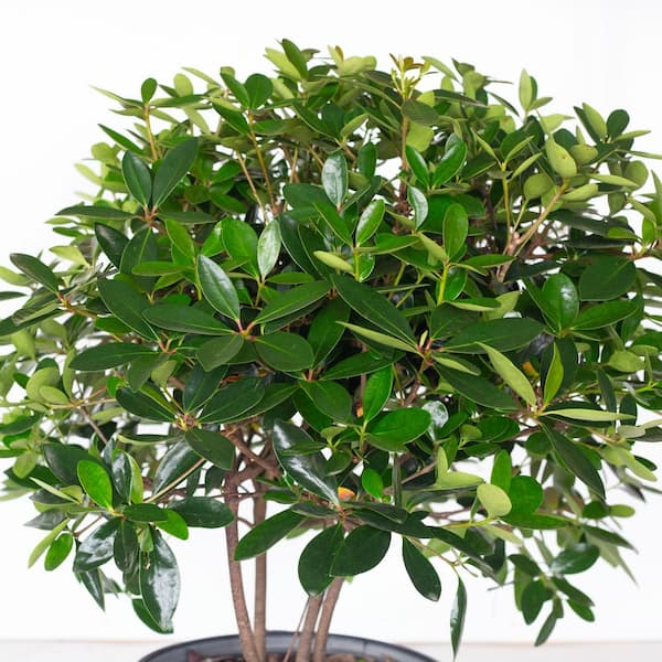 3 Gal. Bigfoot Cleyera - Live Fast Growing Evergreen Shrub, Glossy Foliage