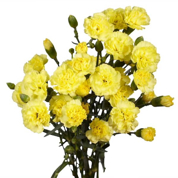 Globalrose Fresh Yellow Mini Carnations (160 Stems - 640 Blooms)