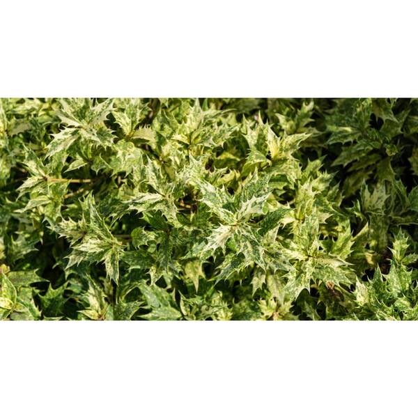 Online Orchards 1 gal. Goshiki Tea Olive Evergreen Shrub with Five