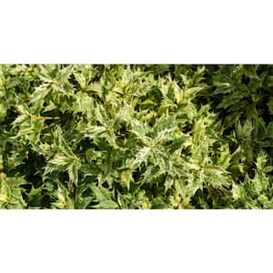 1 gal. Goshiki Tea Olive Evergreen Shrub with Five Stunning Colors Displayed Throughout Foliage (2-Pack)