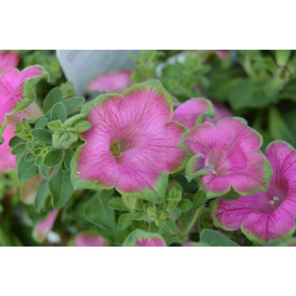 PROVEN WINNERS 1 qt. Supertunia Pretty Much Picasso Petunia Plant