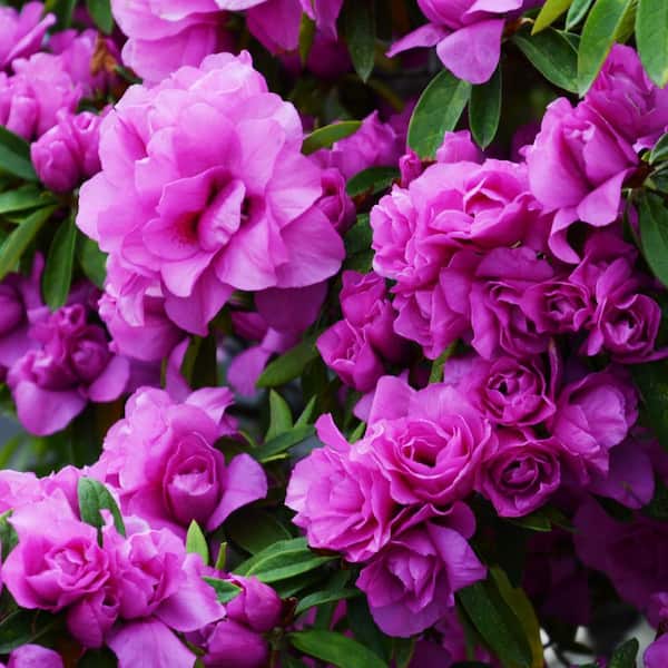 national PLANT NETWORK 2.5 Quart Azalea 'Amelia Rose' Flowering Shrub with Pink Flowers