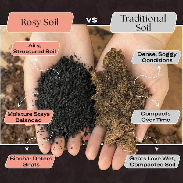 black rose bush seeds 5 BLACK ROSE Rosa Bush Shrub Perennial Flower Seeds