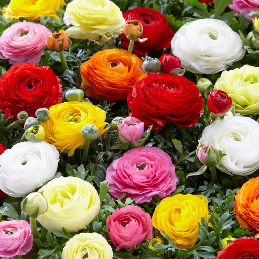 VAN ZYVERDEN Butter Cups Ranunculus Double Blooming Mixed Bulbs (75 ...