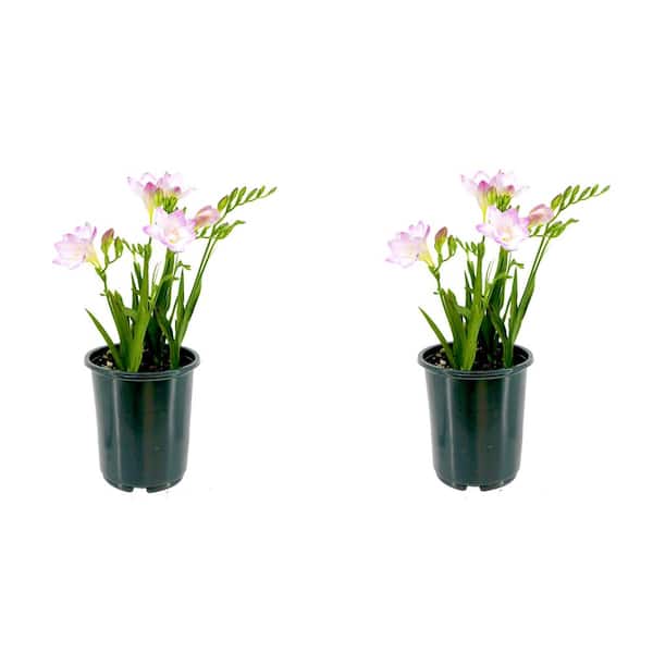 2.5 qt. Freesia Annual Plant with Purple Flowers-(2-Pack)