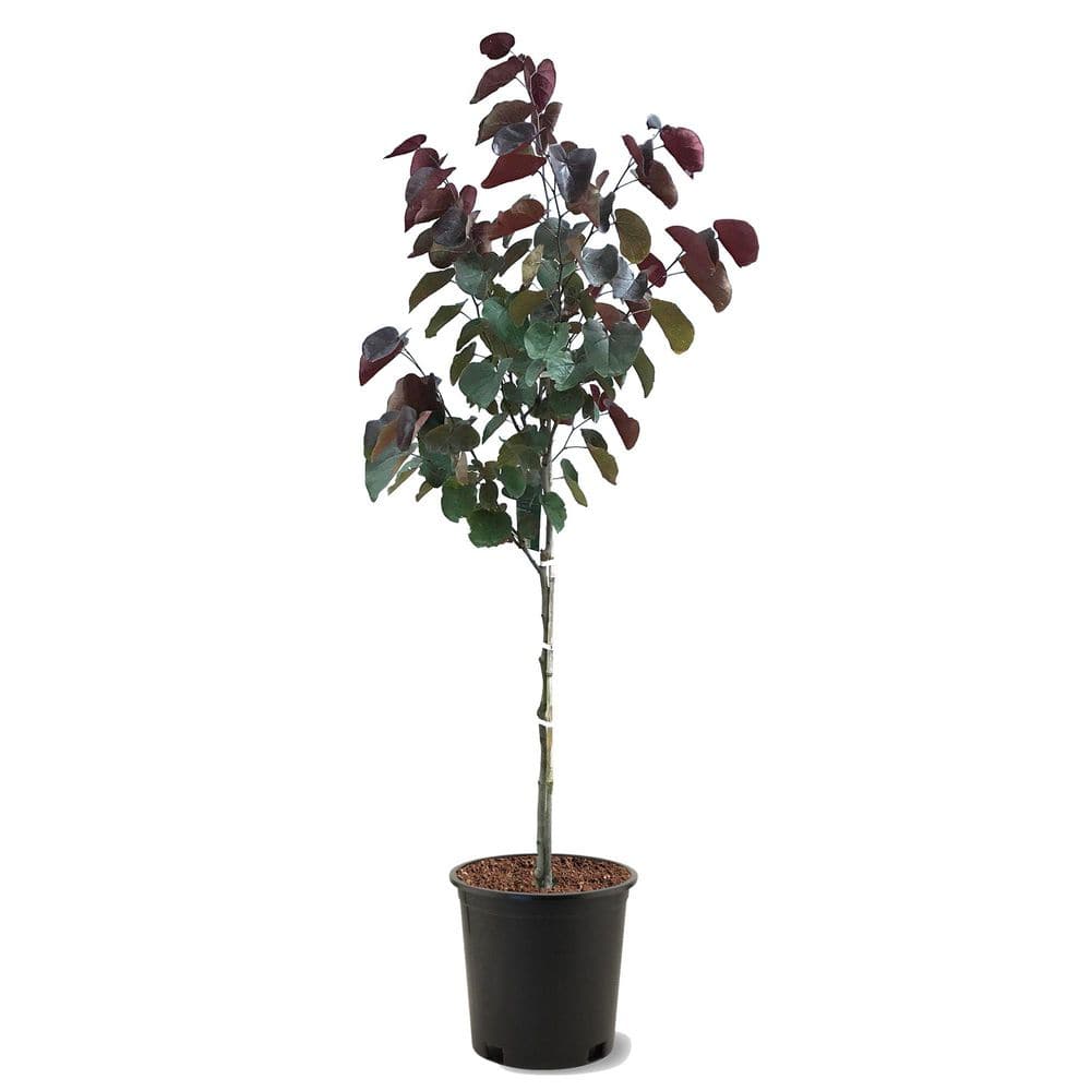 5 Gal. Forest Pansy Pink Flowering Deciduous Redbud Tree