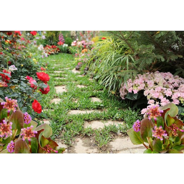 Unbranded - 2.5 qt. Bergenia Perennial Plant with Rose Pink Flowers-1 Pack