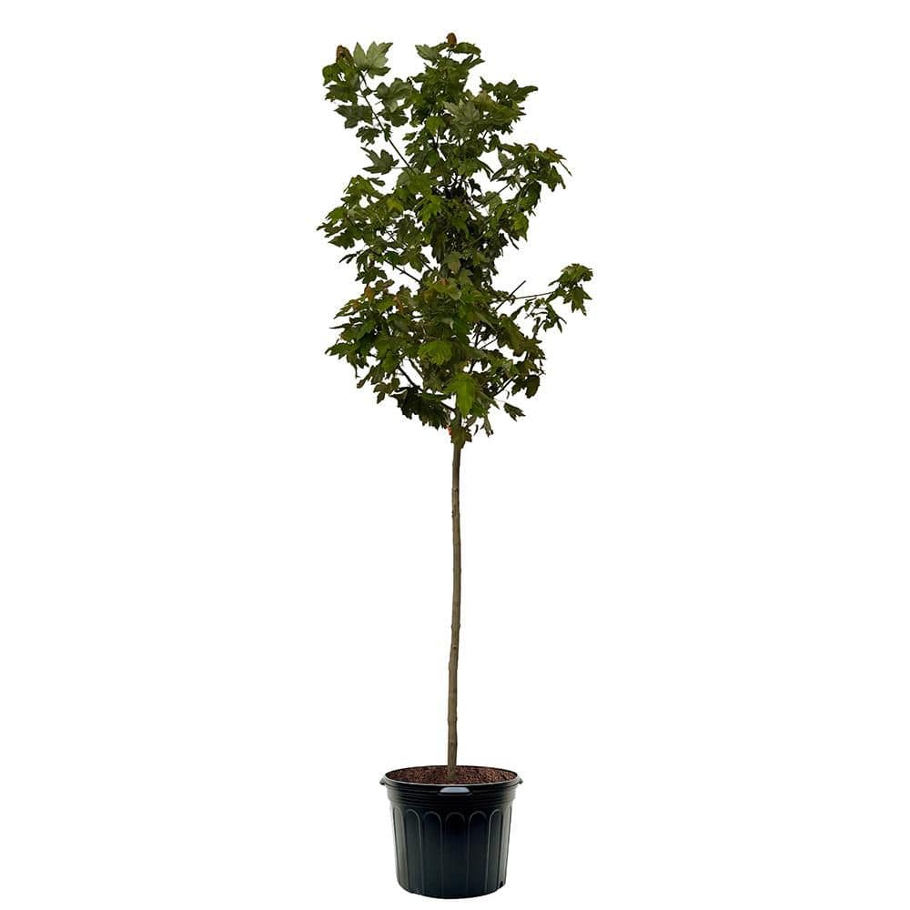 7 Gal. Red Maple Shade Tree