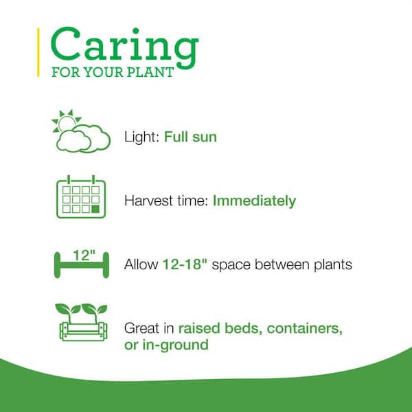 25 oz. Lavender Plant with Purple Flowers