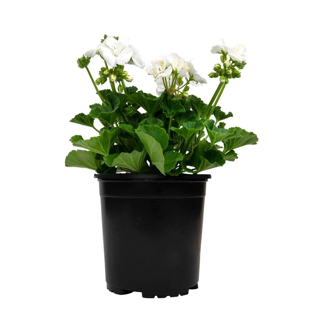 White Geranium Zonal Outdoor Flowering Plant in 1 Gallon Container
