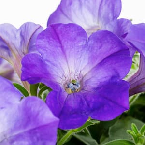 1.5 PT. Lavender Sky Blue Easy Wave Petunia Annual Plant with Purple Flowers (5-Pack)