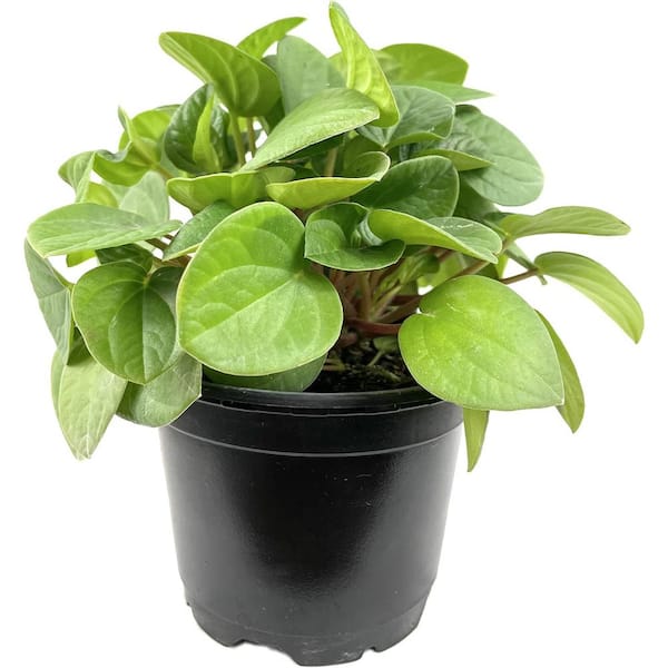 Wekiva Foliage Peperomia Rana Verde-Live Plant in a 4 Inch Pot-Peperomia Albovittata 'Rana Verde'-Air Purifying Houseplant