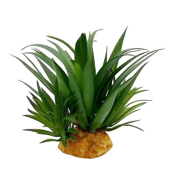 money tree birthday ideas Plant Gift