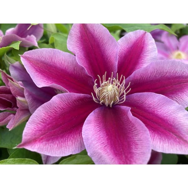 Wekiva Foliage Clematis Poseidon-3 Live Plants in 3.5 in. Growers Pots-Beautiful and Rare Starter Vines Ready for The Garden