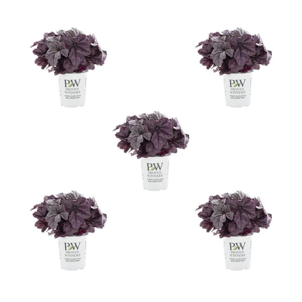 1 qt. Heuchera Coral Bells Dolce Wildberry Purple Perennial Plant (5-Pack)