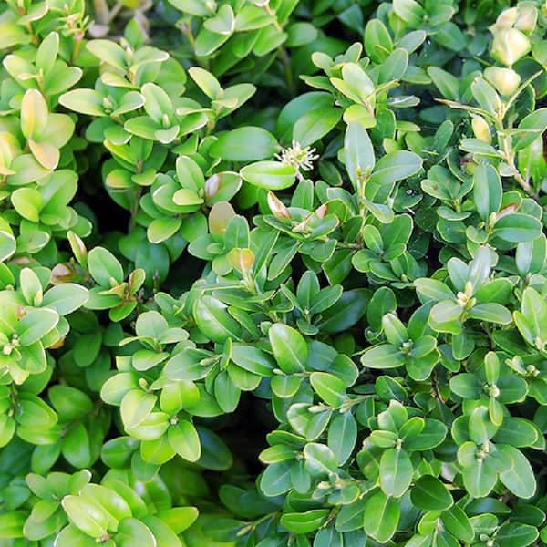 BELL NURSERY 3 Gal. Calgary Boxwood (Buxus Sempervirens) Live Evergreen Shrub