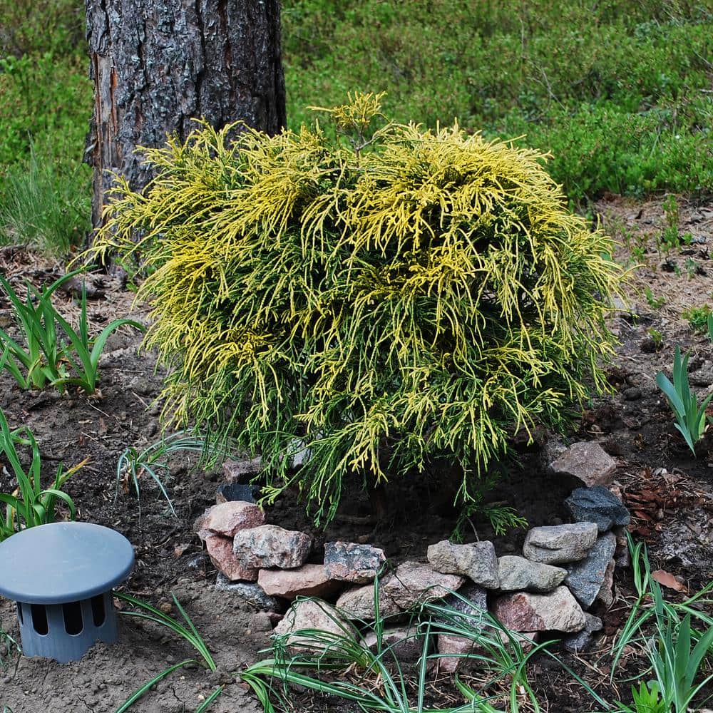 national PLANT NETWORK 3 gal. Gold Mop Cypress Shrub HD1660 The Home