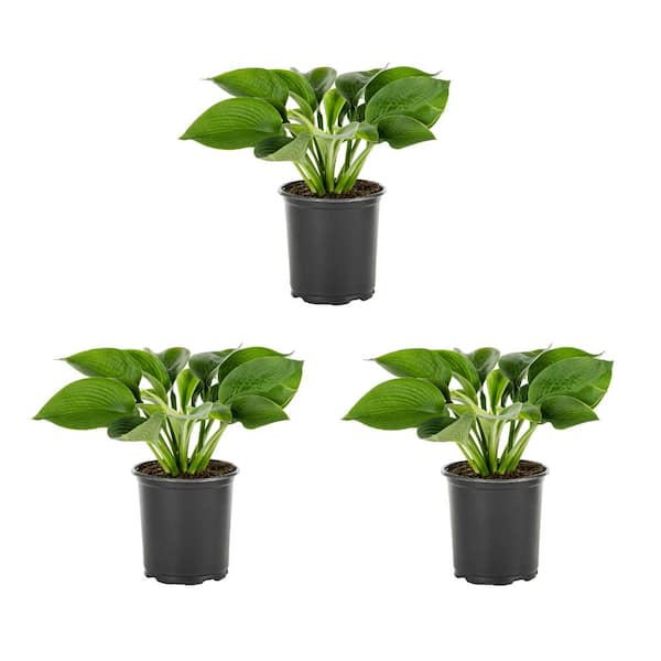METROLINA GREENHOUSES 2 Qt. Sieboldiana Elegans Hosta Perennial Plant (3-Pack)