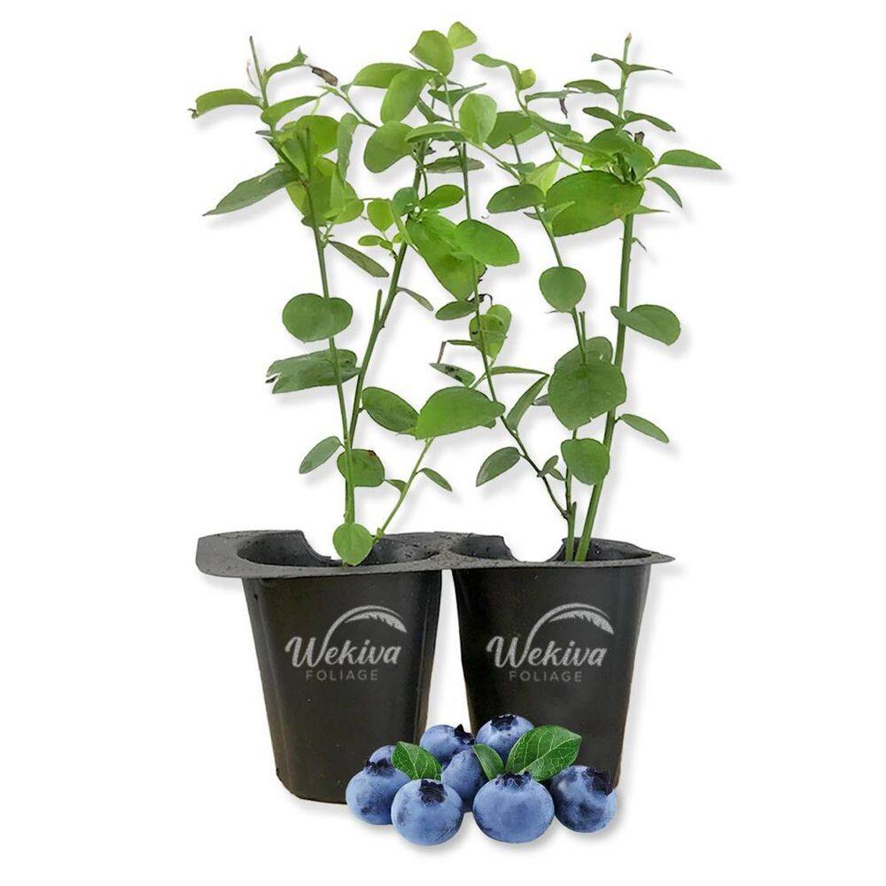 Biloxi Blueberry Plant-1 Live Starter Plant-Vaccinium-Edible Fruit Bearing Bush for The Patio and Garden price history on PriceWatchPro
