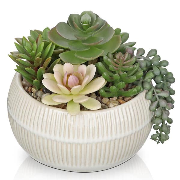 liquorice plant seeds Licorice – 20 Seeds main image 1